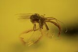 Fossil Fly (Diptera) Cluster In Baltic Amber #109478-6